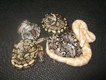 mystery albino clutch