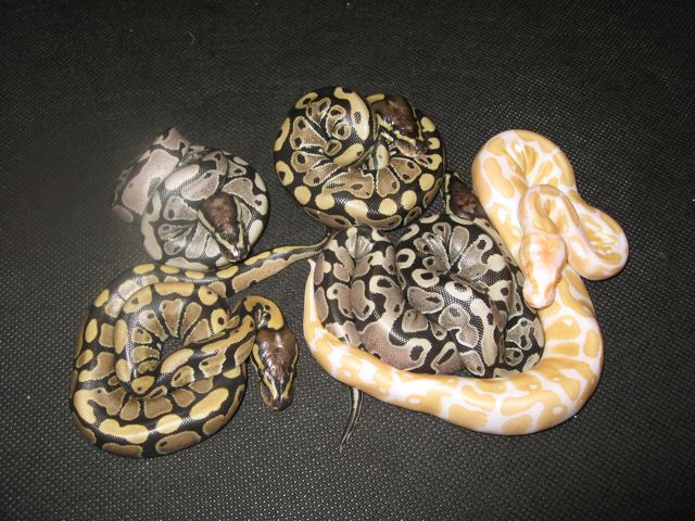 mystery albino clutch