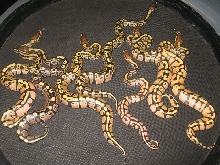 Enchi Clutch
