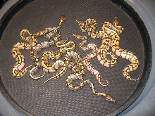Enchi Clutch