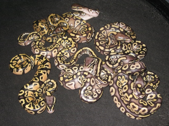 Lemon/Mojave clutch shot