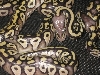 Lemon/Mojave head shot