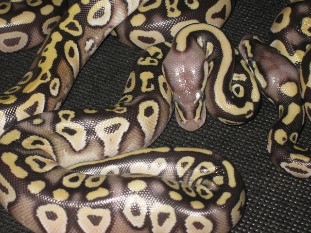 Lemon/Mojave head shot
