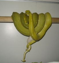 Mustard Chondros Breeding!