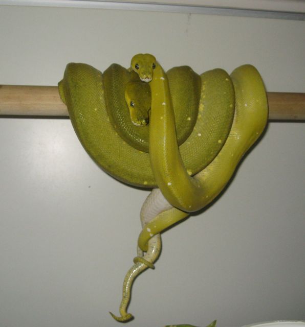 Mustard Chondros Breeding!