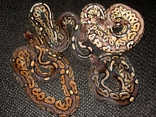 Cinny combos  (het for axanthic and pewter)