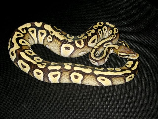 Lemon/Mojave
