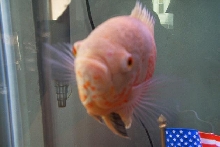 Hubert