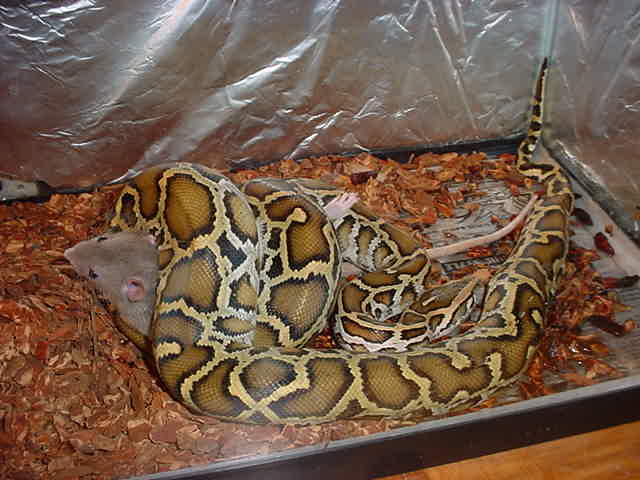 forest eating 6
