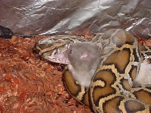 forest eating 5