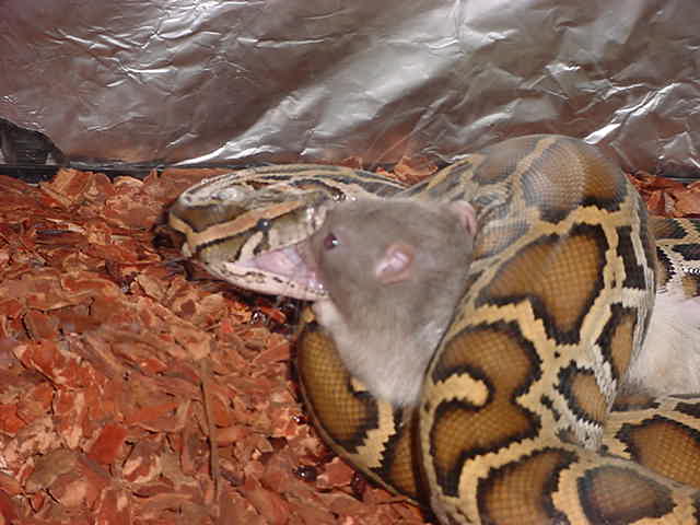 forest eating 5