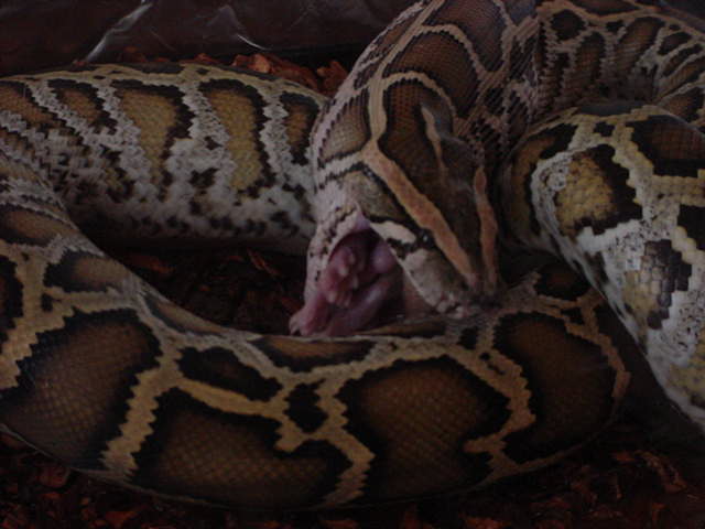 forest eating 2