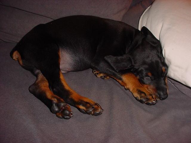Lug at 7 weeks