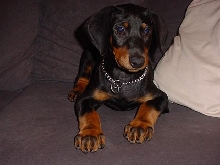 Lug at 9 weeks