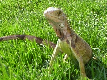 Nemo Luvs Da Sun