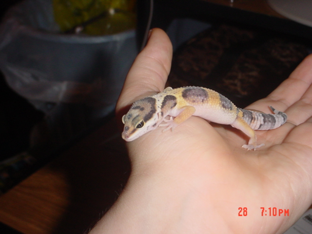 Baby leo