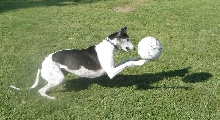 Ok ball, I gotcha
