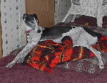 Abby getting sleepy