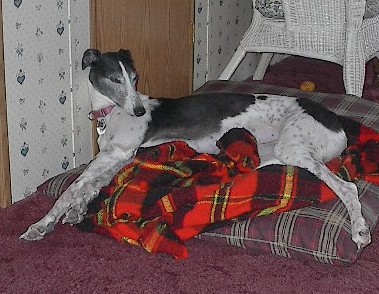 Abby getting sleepy