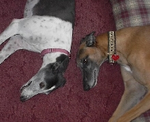 Rusty & Abby