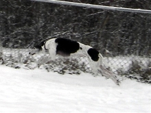 Abby playing