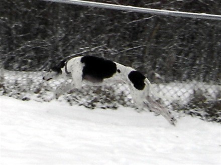 Abby playing