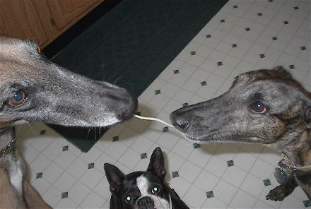 My Lady & myTramp