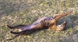 Mindy getting a tan