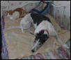 Mom, Molly's on my bed!