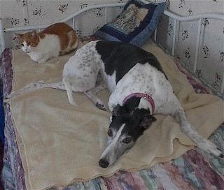 Mom, Molly's on my bed!