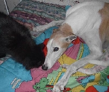 Buddy & Kiki (the cat)