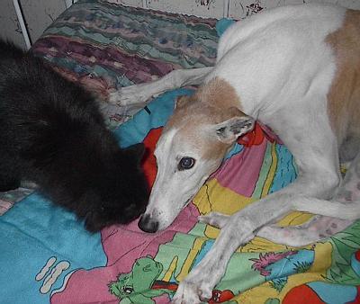 Buddy & Kiki (the cat)