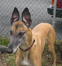 Rusty Ears