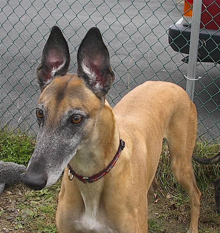 Rusty Ears