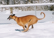 Running in the snow
