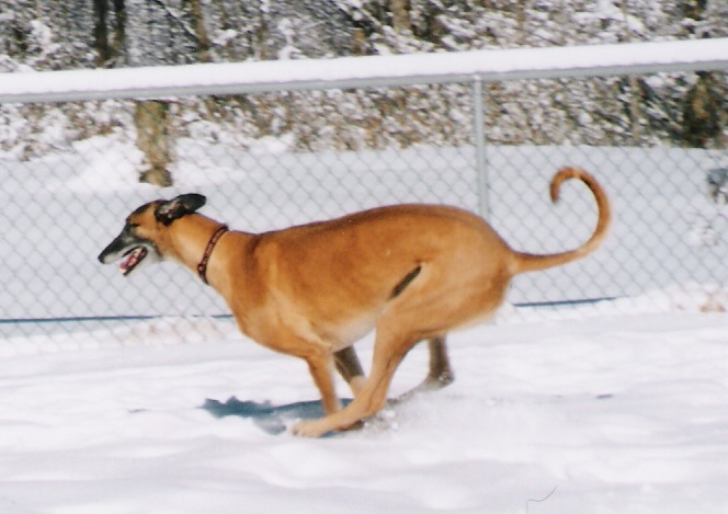 Running in the snow