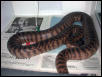 Black Head Gravid in shed