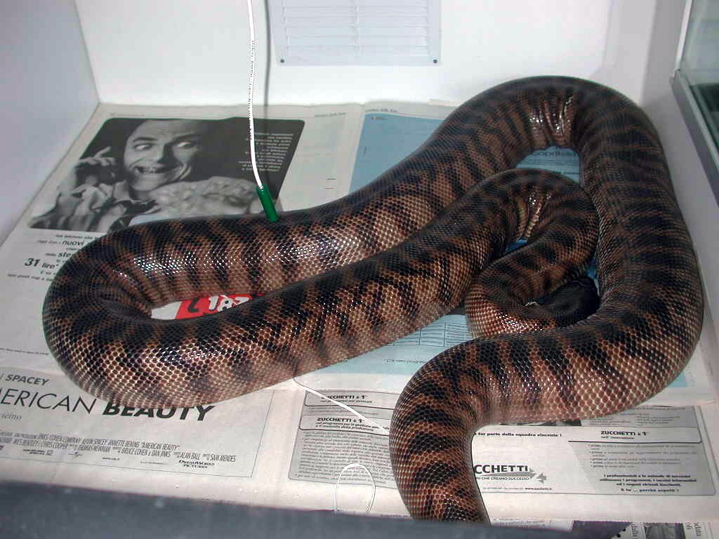 Black Head Gravid in shed