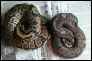 melanistic ball fem