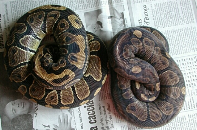 melanistic ball fem