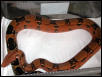 Pastel het Kahl female full