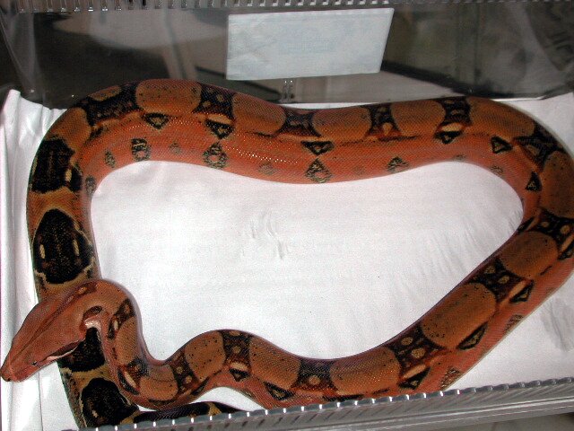 Pastel het Kahl female full