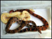 Pastel het kahl, het. kahl, and Sharp 3