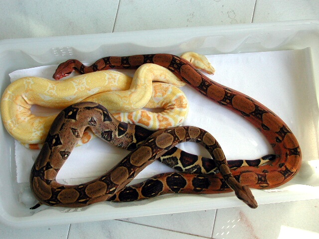 Pastel het kahl, het. kahl, and Sharp 3