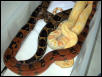 Pastel het kahl, het. kahl, and Sharp 2