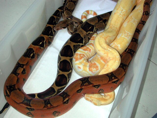 Pastel het kahl, het. kahl, and Sharp 2