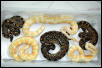 h-c albino & hets group