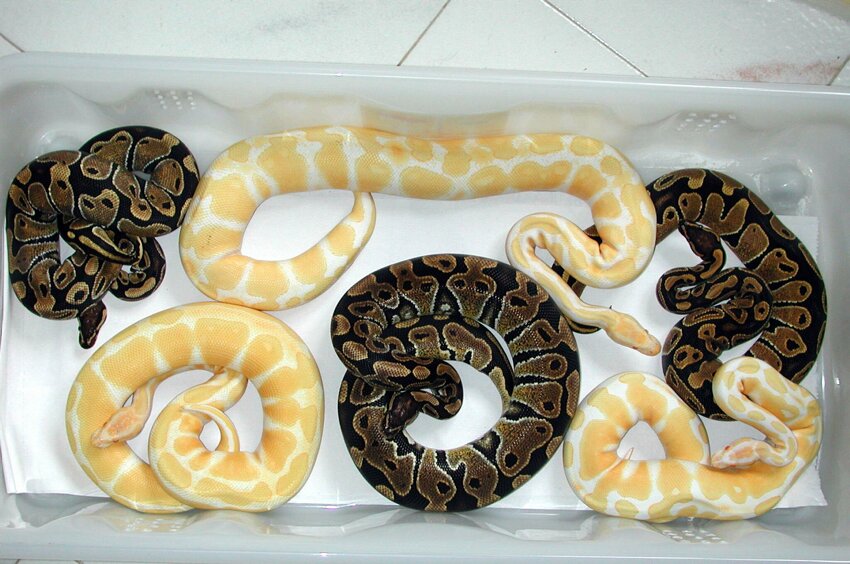 h-c albino & hets group