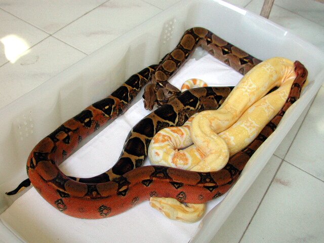Pastel het kahl, het. kahl, and Sharp