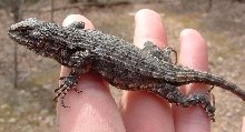Wild Fence Lizard